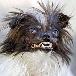 Meet your Posher, Zeb